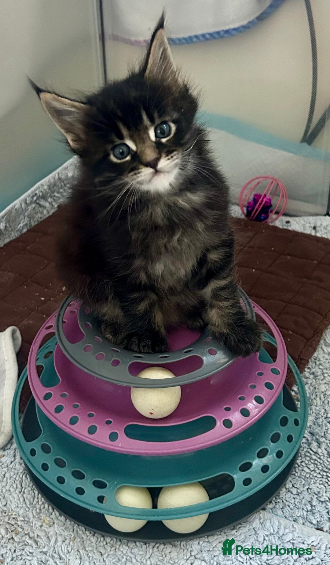 Maine Coon cats for sale: GCCF reg Maine Coon Kittens Stunning Tabby litter - Image 5