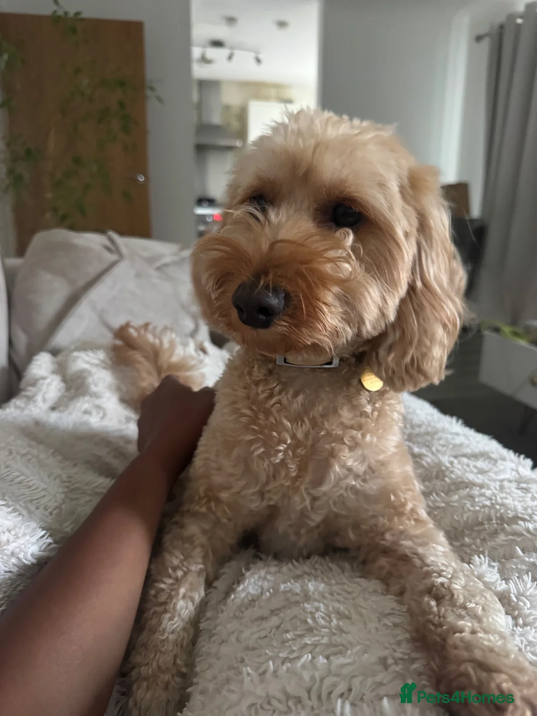 Cockapoo dogs for sale: Loving 3-year-old Cockapoo seeking forever home - Advert 2