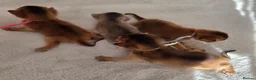Abyssinian cats for sale: Beautiful Abyssinian Kittens – TICA Registered 🐾 - Advert 9
