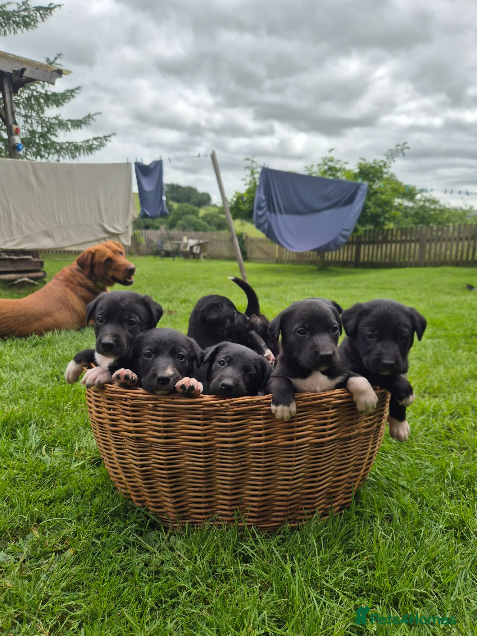 Borador dogs Collie x Labrador pups  - Advert 4
