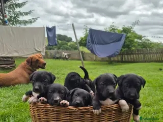 Borador dogs Collie x Labrador pups - Advert 4