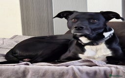 Mixed Breed dogs for sale: Hugo  - Advert 4