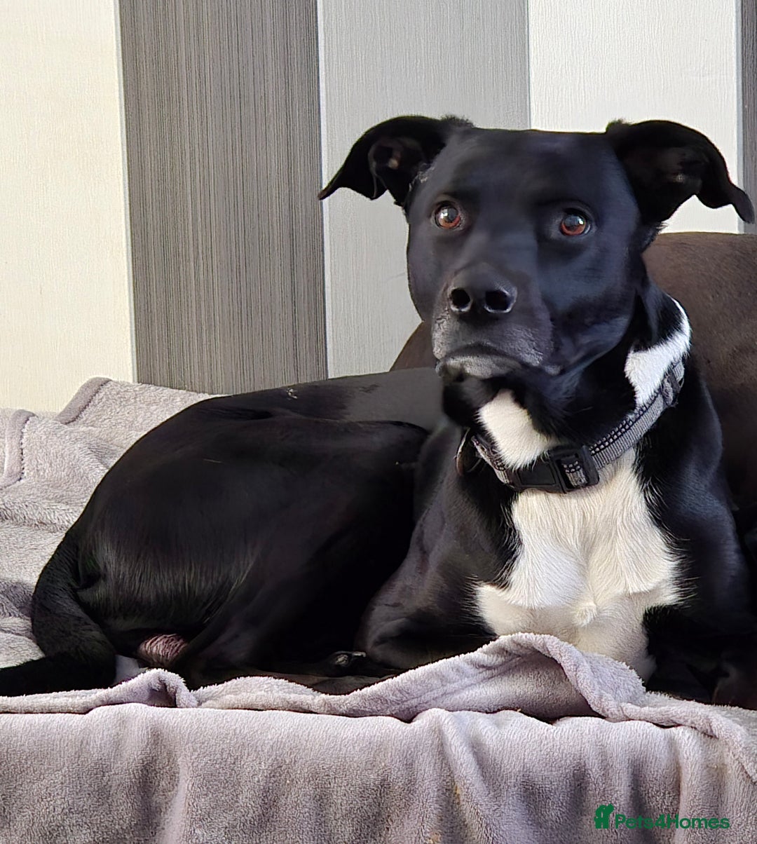 Mixed Breed dogs for sale: Hugo  - Advert 4