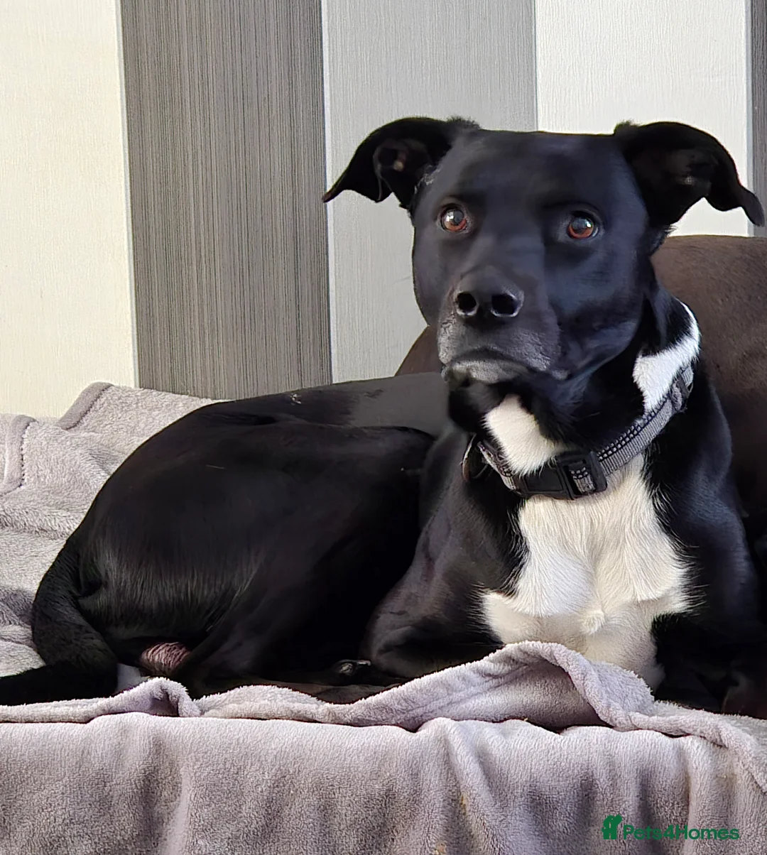 Mixed Breed dogs for sale: Hugo  - Advert 4