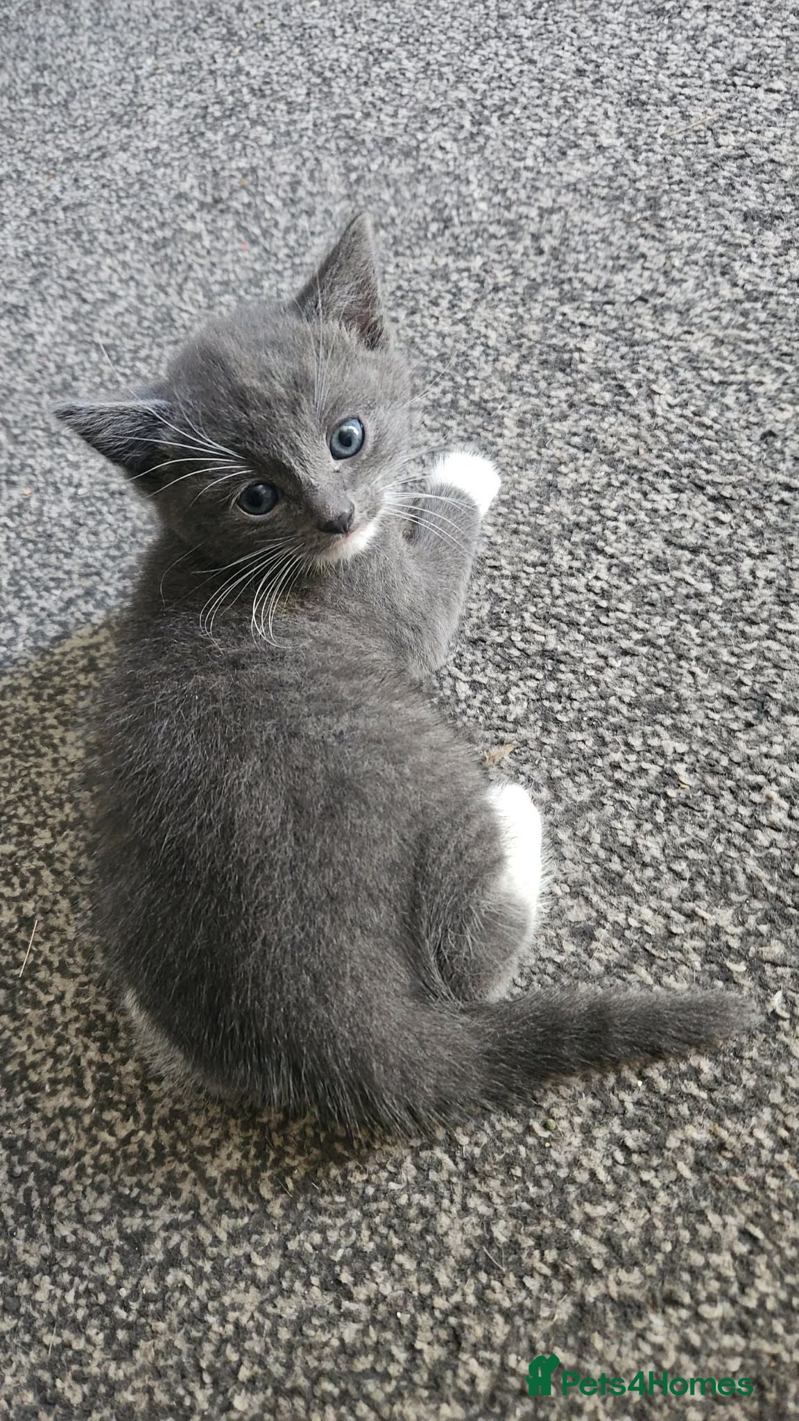 Mixed Breed cats 3 Gorgeous Kittens for Sale - Advert 4