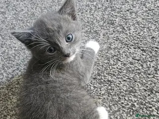 Mixed Breed cats 3 Gorgeous Kittens for Sale - Advert 4