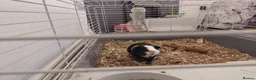 Guinea Pig rodents for sale: For adoption  in London - Advert 5