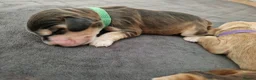 Cocker Spaniel dogs for sale: Show Cocker Spaniel Puppies- Champion Lineage🏆🐾 - Advert 15