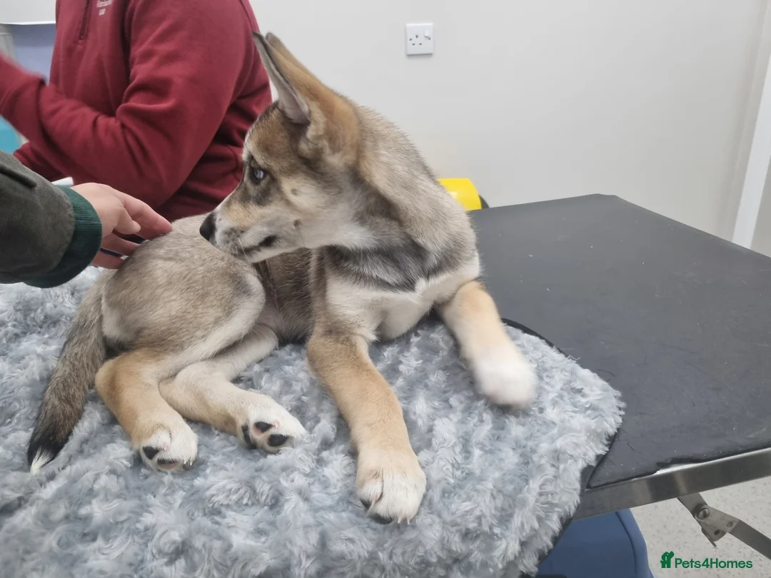 Siberian Husky dogs for sale: Rare Grey Agouti siberian husky  💖 fully insured - Advert 6