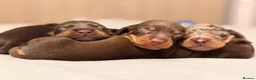 Miniature Dachshund dogs for sale: Cute little pumpkins 💕  - Advert 4