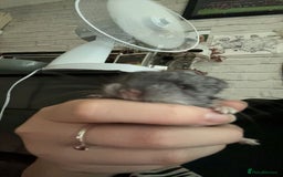 Chinchilla rodents for sale: Baby chinchillas  - Image 5