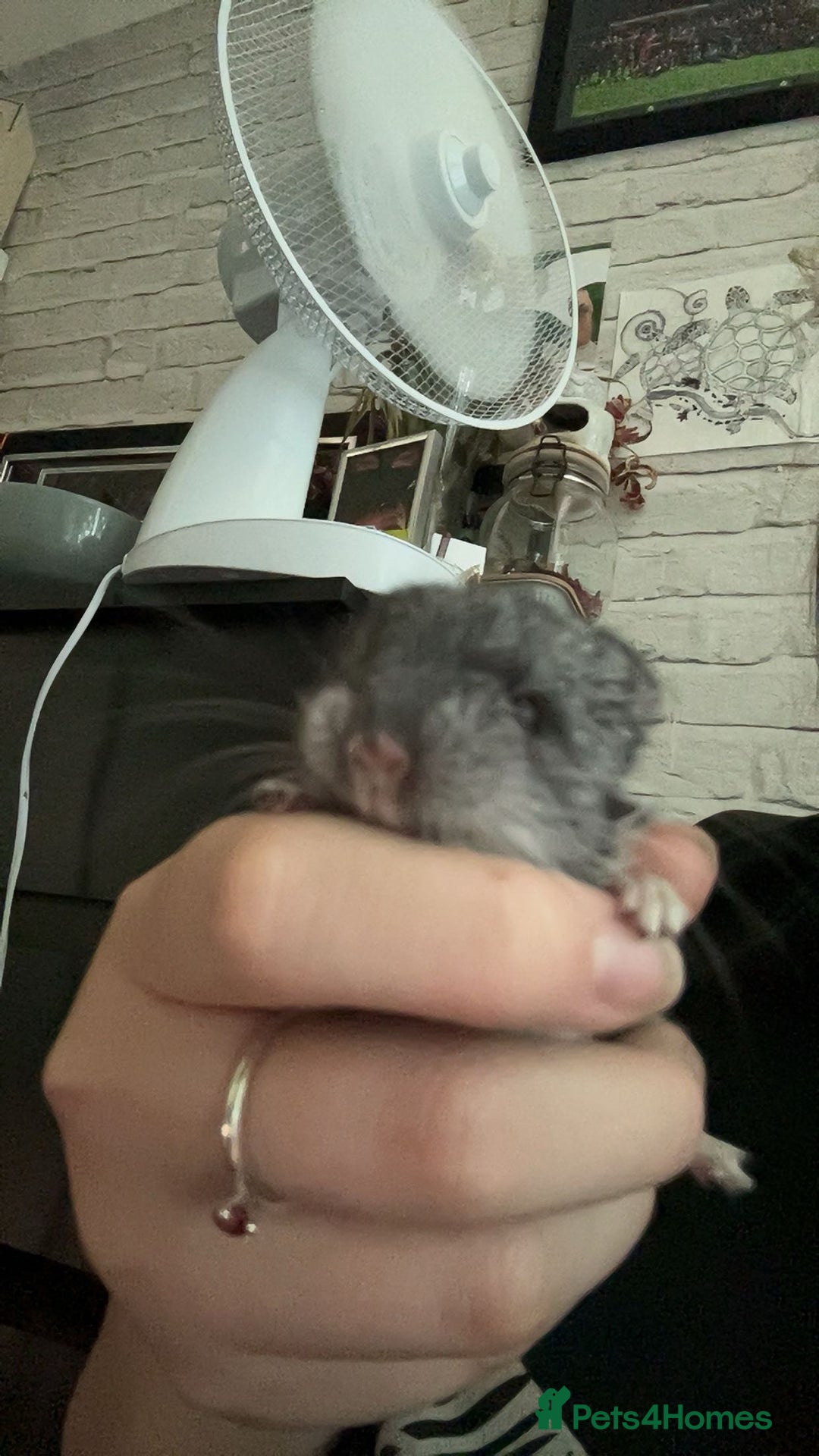 Chinchilla rodents for sale: Baby chinchillas  - Image 5
