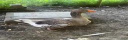 Geese poultry for sale: 5 Embden x Toulouse Geese For Sale - Advert 6