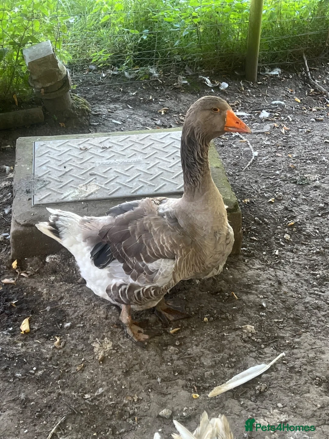 Geese poultry for sale: 5 Embden x Toulouse Geese For Sale - Advert 6