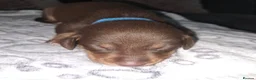 Mixed Breed dogs for sale: Mini Dasch / Kelpie pups  in Prescot - Advert 7