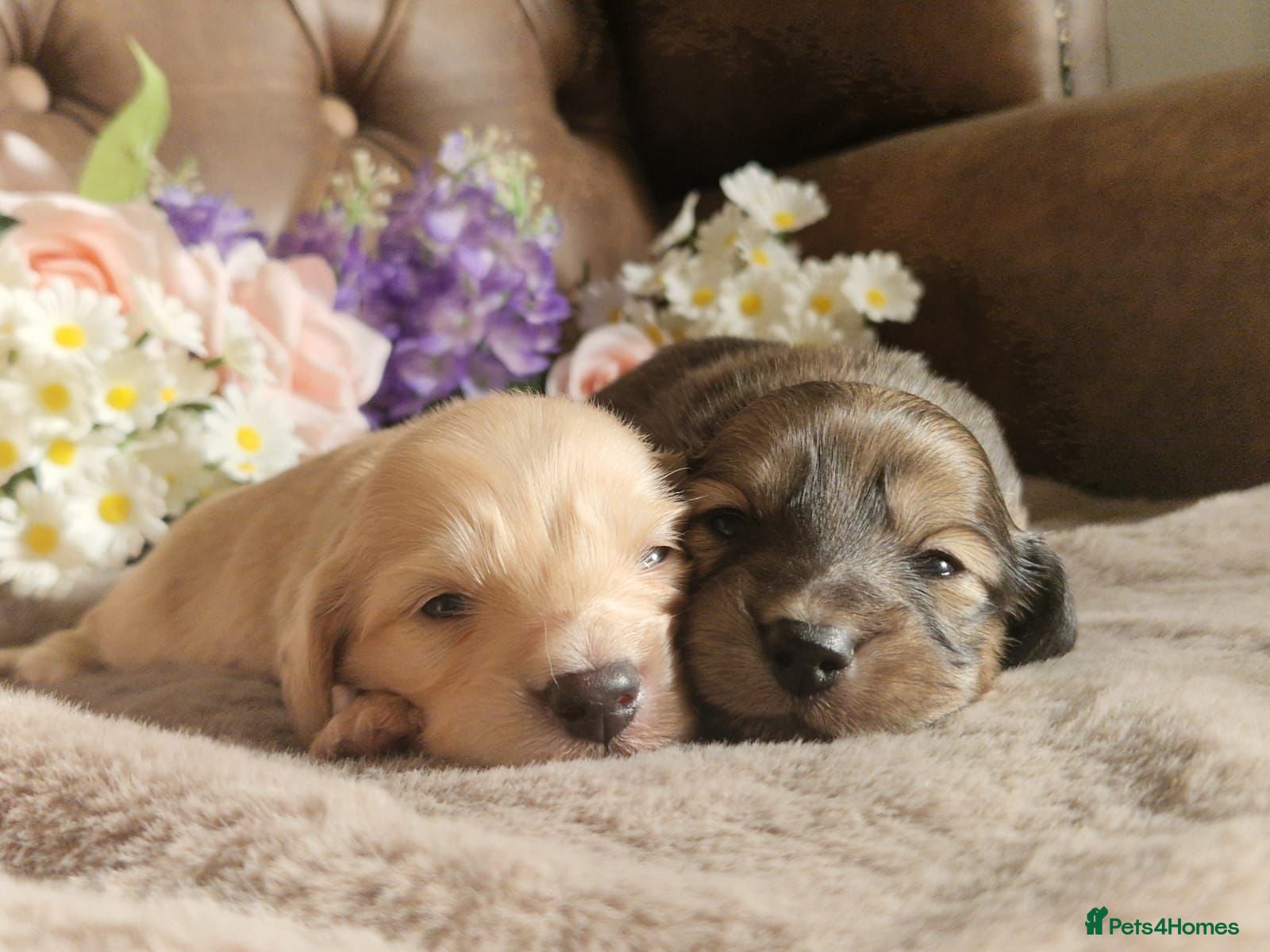 Miniature Dachshund dogs Beautiful cream LH miniature dachshund puppies⭐️  - Advert 1