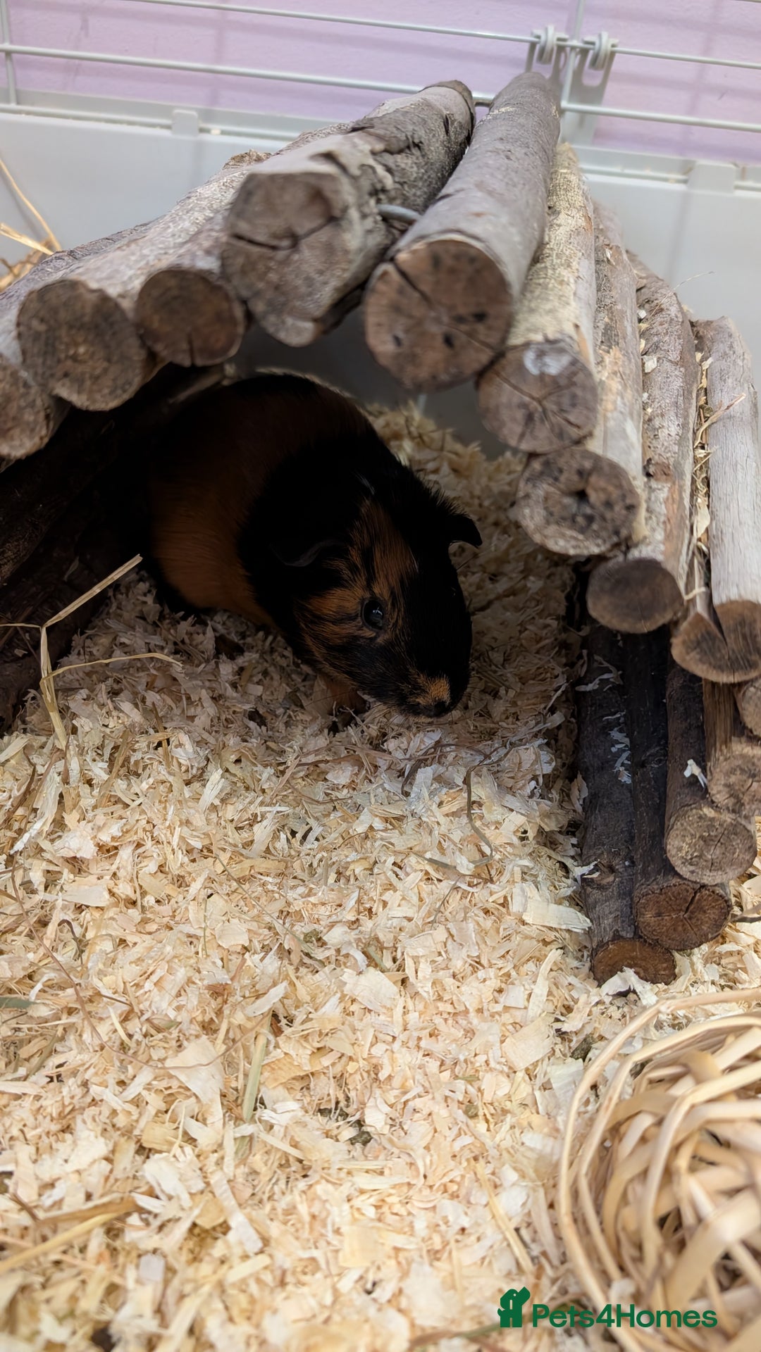 Guinea Pig rodents for sale: 2 male bonded guinea pigs for sale  - Advert 5