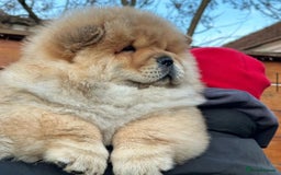 Chow Chow dogs for sale: Kc Registered Chow Chow Pups - Image 7