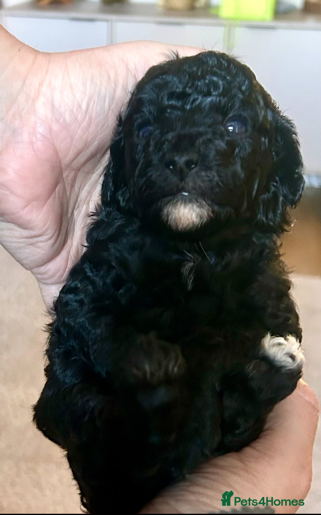 Cockapoo dogs for sale: Adorable F1B Cockapoo Puppies ready 6th November - Image 17