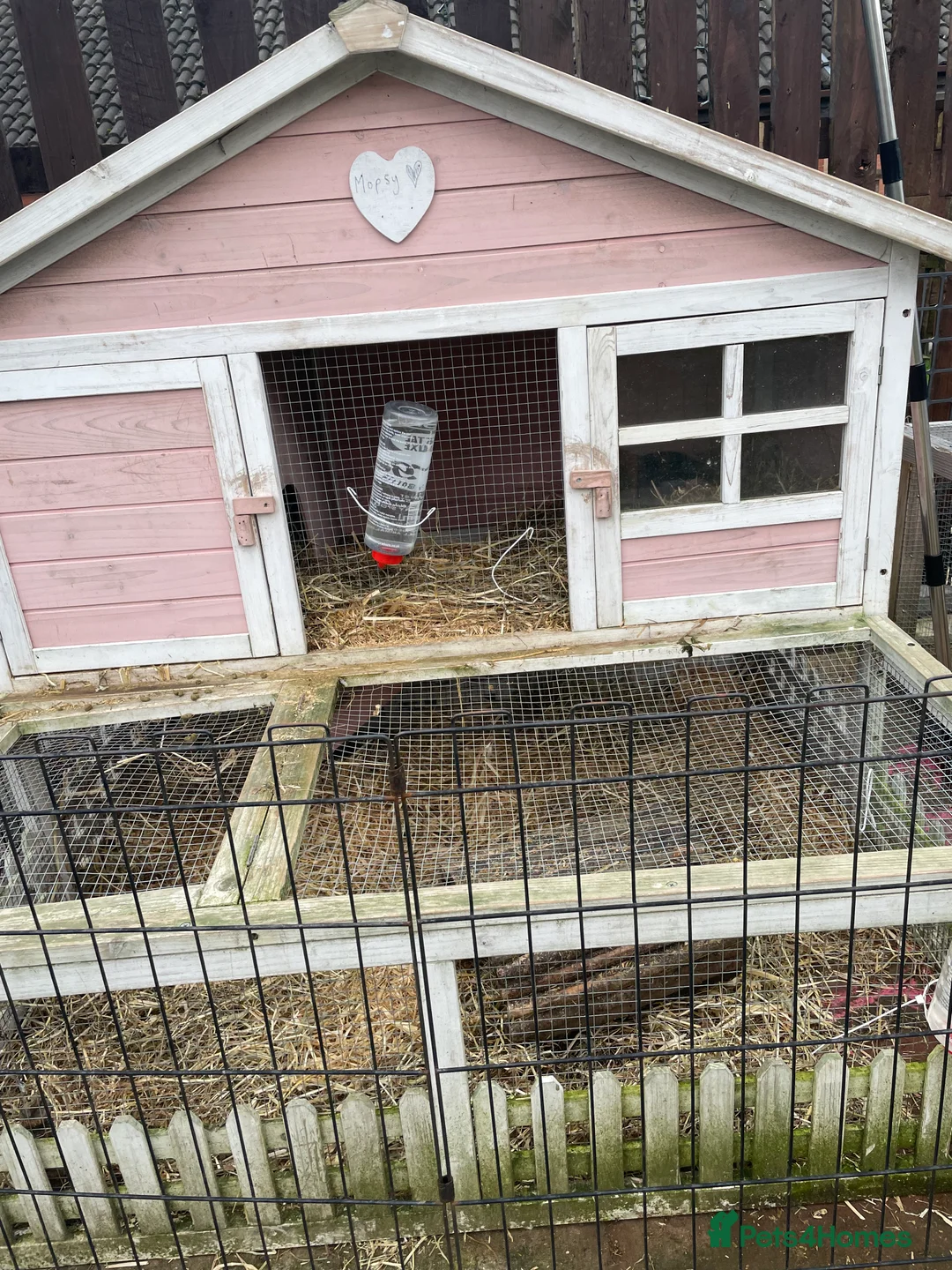 Guinea Pig rodents for sale: Guinea pigs in Leeds - Advert 6