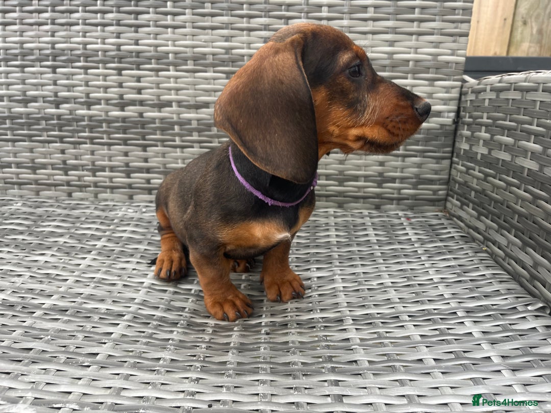 Dachshund dogs for sale: LAST 2 wirehaired dachshunds (teckels) - Image 15