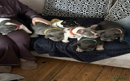 French Bulldog dogs for sale: ✨ REDUCED! STUNNING FRENCHIES LILAC TAN PIED 😍 - Image 20
