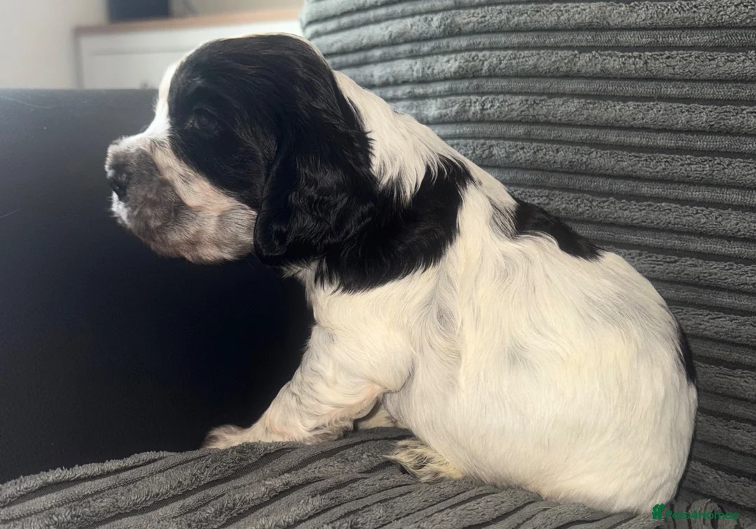 Cocker Spaniel dogs for sale: Beautiful show cocker puppies  - Advert 14