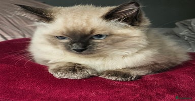 Ragdoll cats - Advert 9