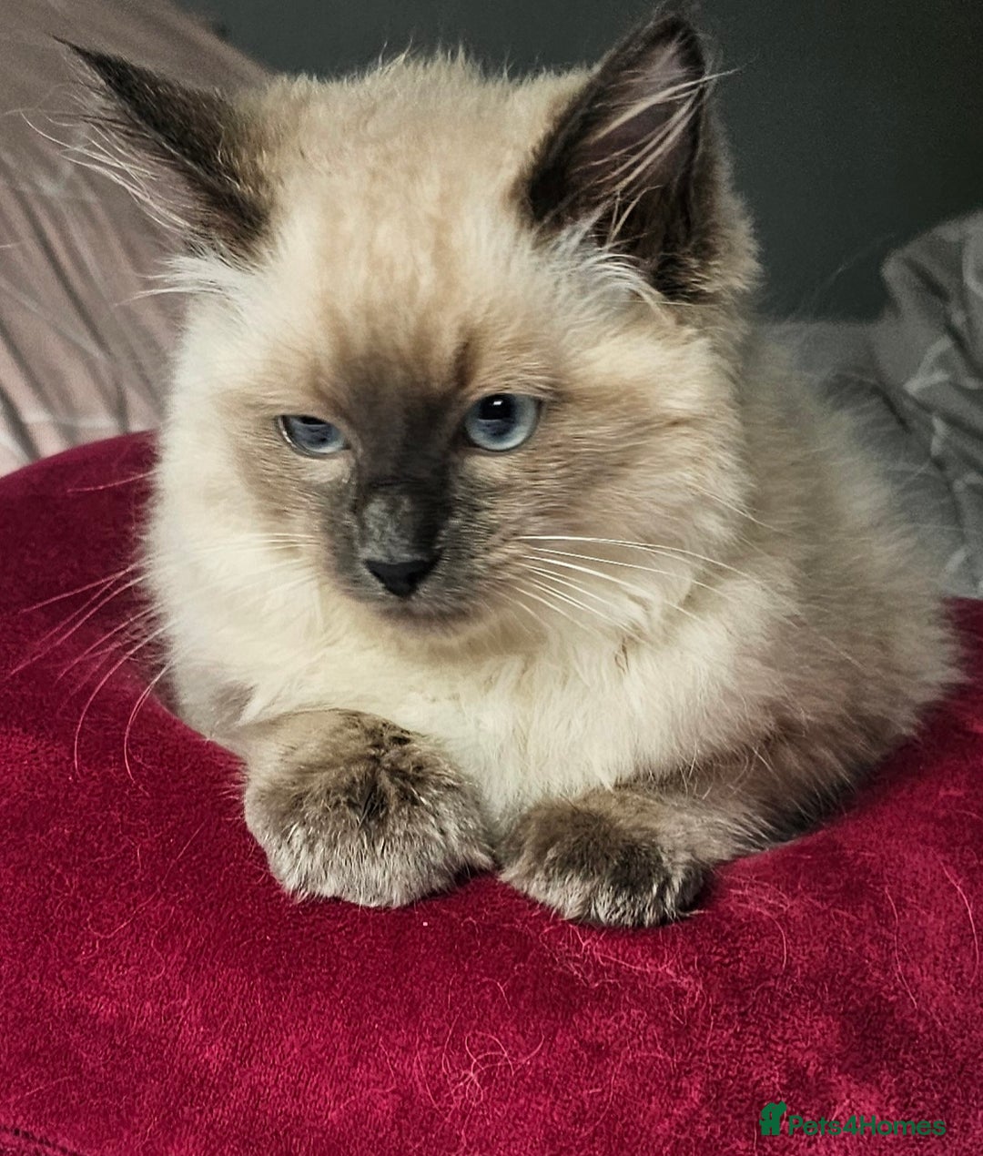 Ragdoll cats for sale: Blue Point Ragdoll Kittens for sale   - Image 3