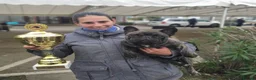 French Bulldog dogs for stud: International Champion French Bulldog for Stud - Advert 5