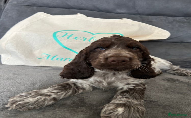 Cocker Spaniel dogs - Advert 3