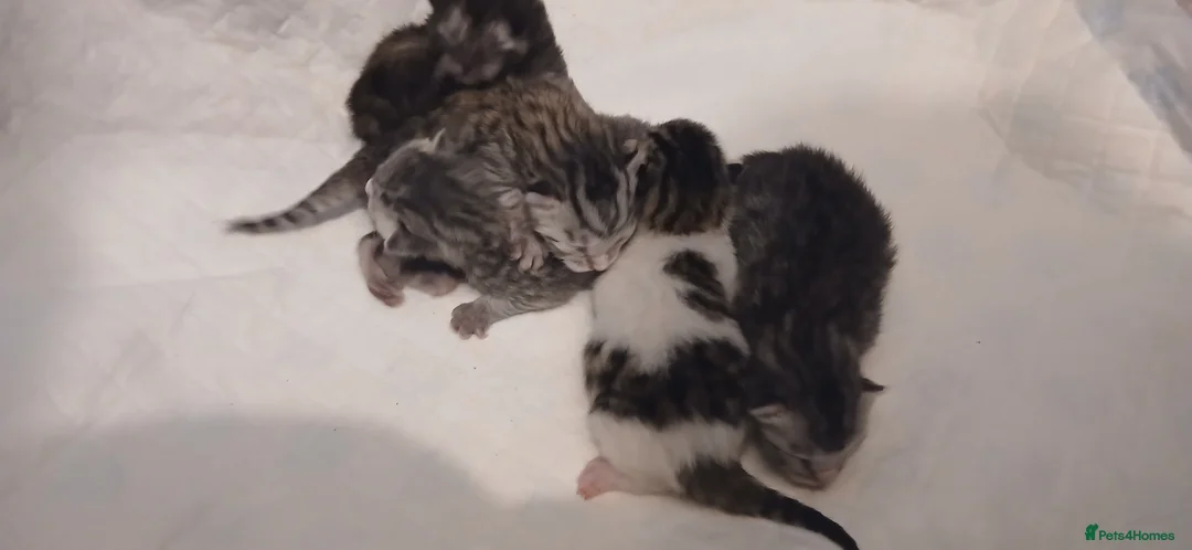 Bengal cats for sale: Bengal x Main Coon kittens - Advert 9