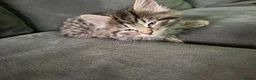 Mixed Breed cats for sale: 3 beautiful kittens  - Advert 8
