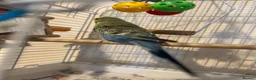 Budgerigars birds for sale: Bird for rehoming in Havant - Advert 2