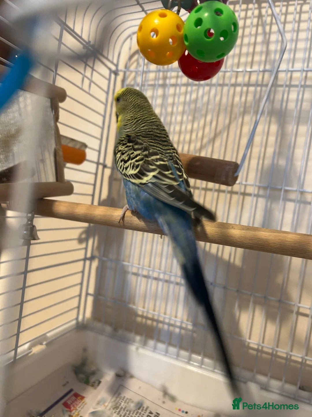 Budgerigars birds for sale: Bird for rehoming in Havant - Advert 2