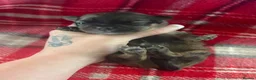Pomchi dogs for sale: Pomchi Puppies - Advert 1