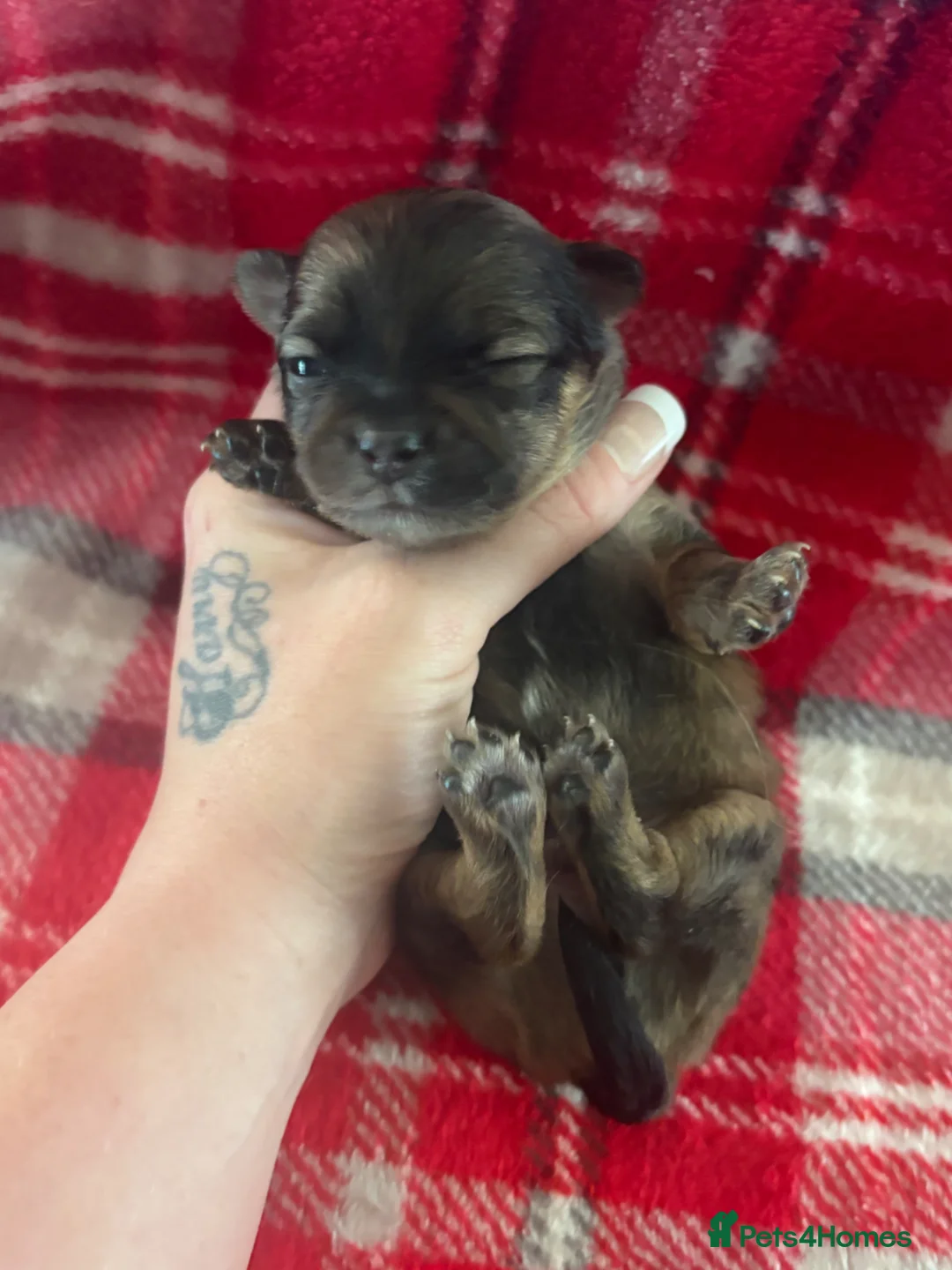 Pomchi dogs for sale: Pomchi Puppies - Advert 1