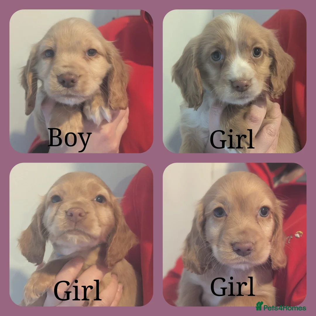 Cocker Spaniel dogs for sale: Pups from Health Tested Champion Trialling lines. - Advert 1