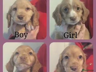 Cocker Spaniel dogs Pups from Health Tested Champion Trialling lines. - Advert 4