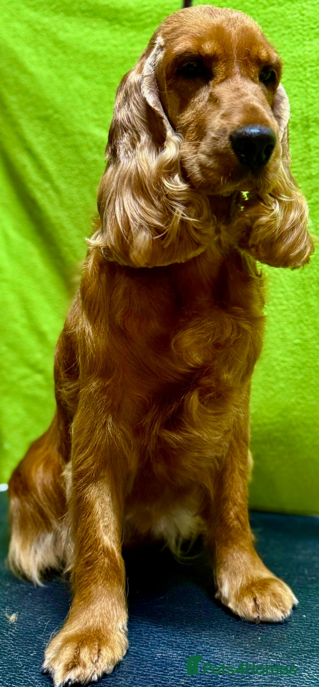 Cocker Spaniel dogs for adoption: Hazel’s Story: Left Behind, Fighting to Survive - Image 10