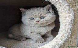 British Shorthair cats for sale: Blue British Shorthair Kittens - Advert 6