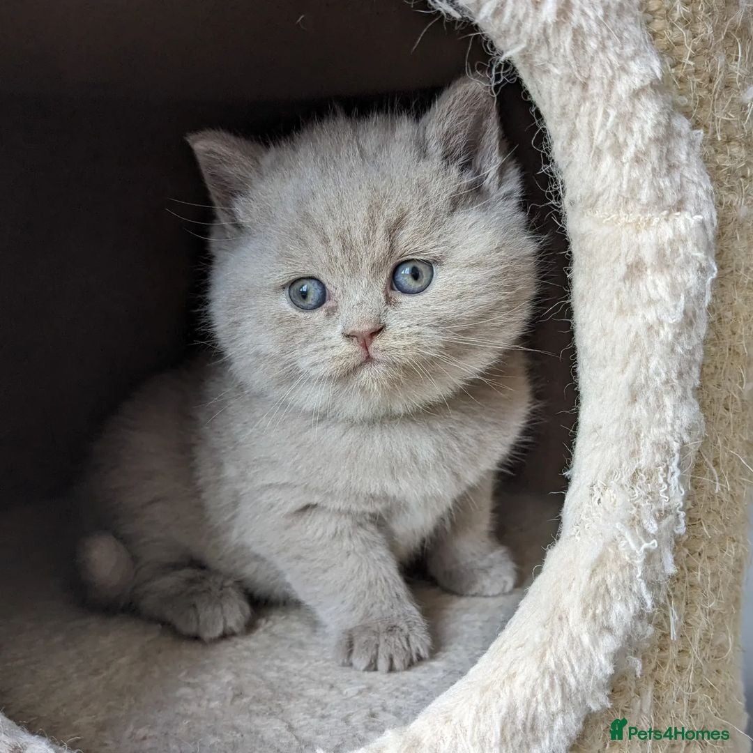 British Shorthair cats for sale: Blue British Shorthair Kittens - Advert 6