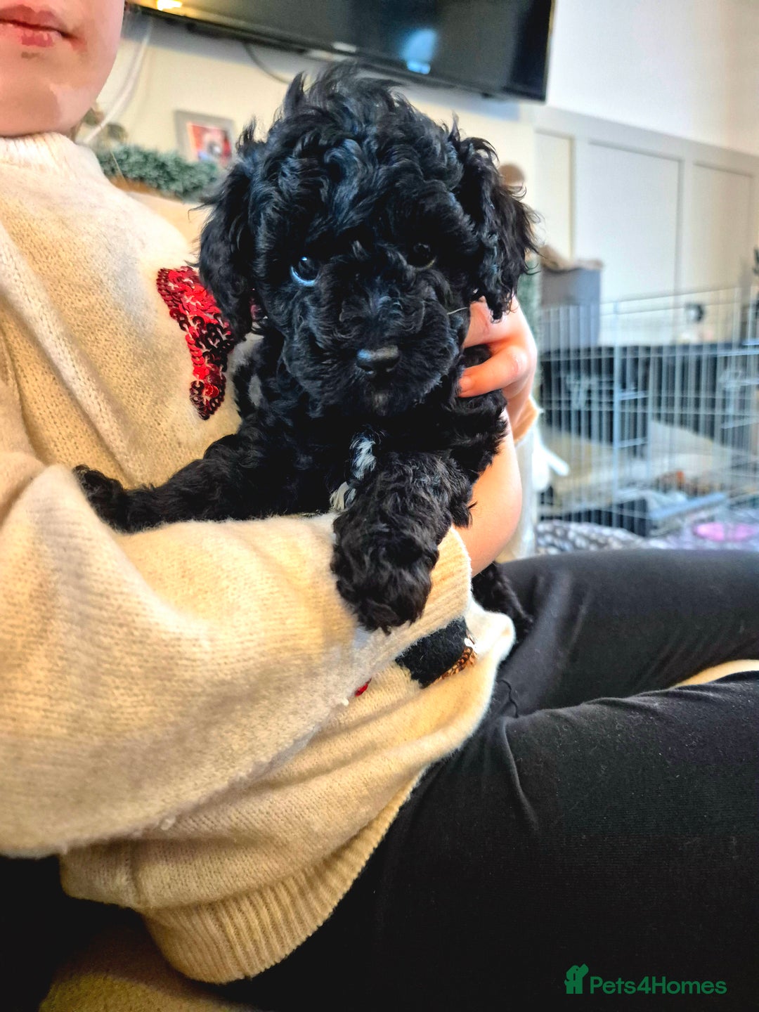 Miniature Poodle dogs for sale: All have been reserved! miniature poodle left - Advert 8