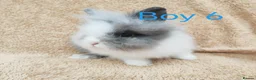 Lionhead rabbits for sale: Double mane lionhead rabbits - Advert 9