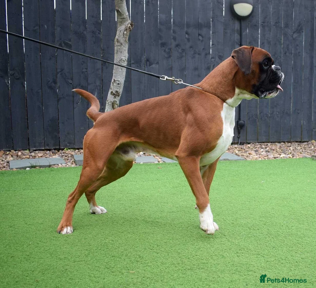 Boxer dogs for stud: Fully Health tested euro / kc reg Boxsanuk Gelso  in Newcastle upon Tyne - Advert 14