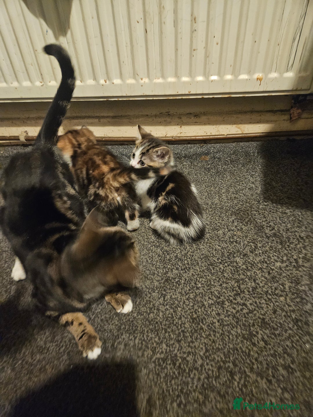 American Shorthair cats for sale: 2 kittens - Advert 2