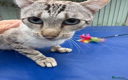 Keetso cats for sale: Superb polydactyl curled eared Keetso girl  - Image 16