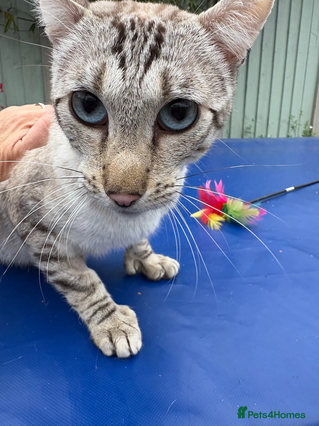 Keetso cats for sale: Superb polydactyl curled eared Keetso girl  - Image 16