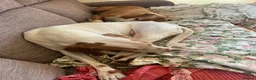 Mixed Breed dogs for adoption: Oscar is ready for his forever sofa! in Dawlish - Advert 4
