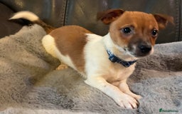 Jack Russell dogs for sale: Readvrtised due to time wasters ! - Advert 2